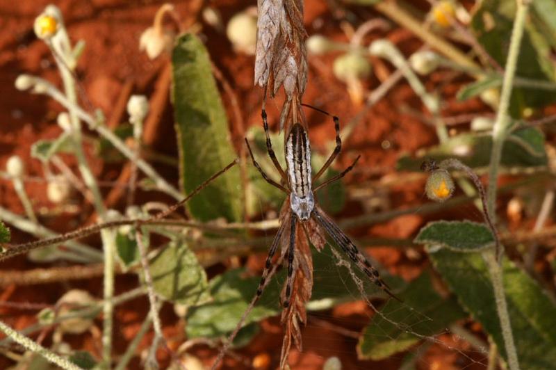 Argiope_syrmatica_D3513_Z_89_Karinji NP_Australie.jpg